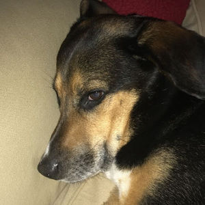 Meet your Posher, Corbin